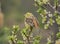 Beautiful yellowhammerÂ (Emberiza citrinella)Â on a tree branch in the spring forest. Bird species photography